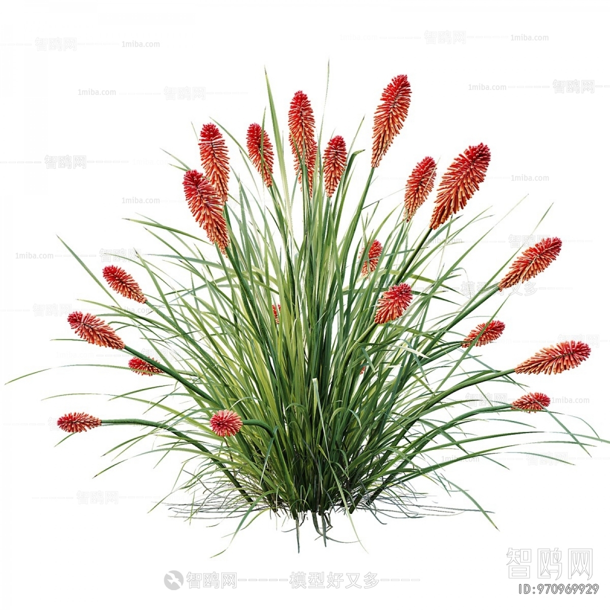 Modern Flowers And Grass