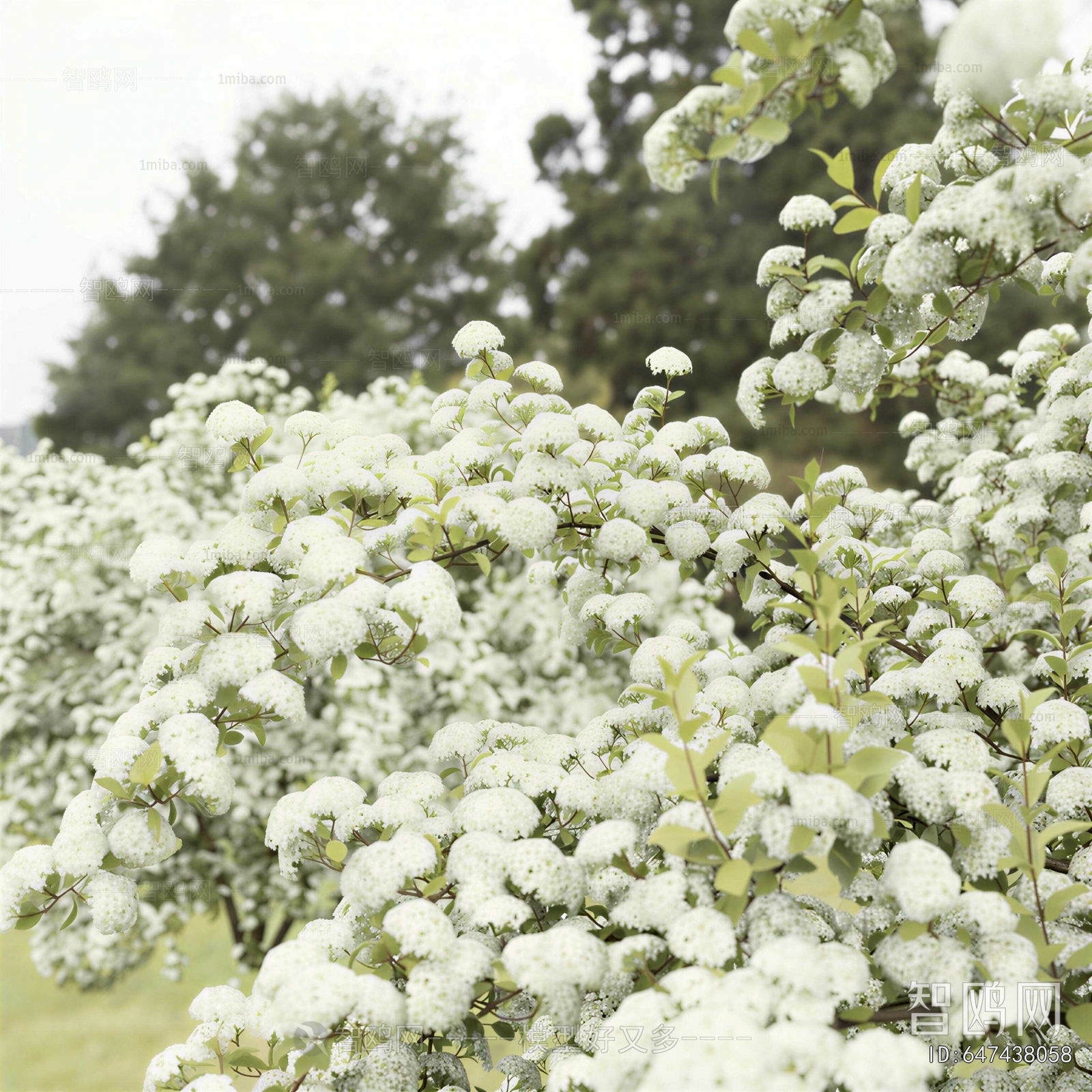 Modern Shrubbery