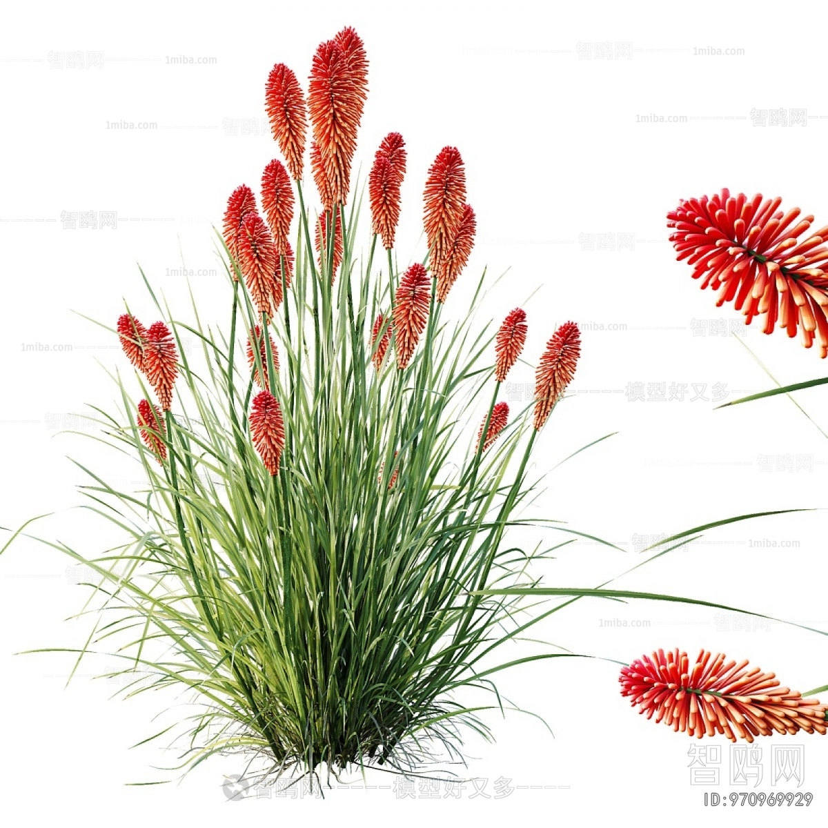 Modern Flowers And Grass