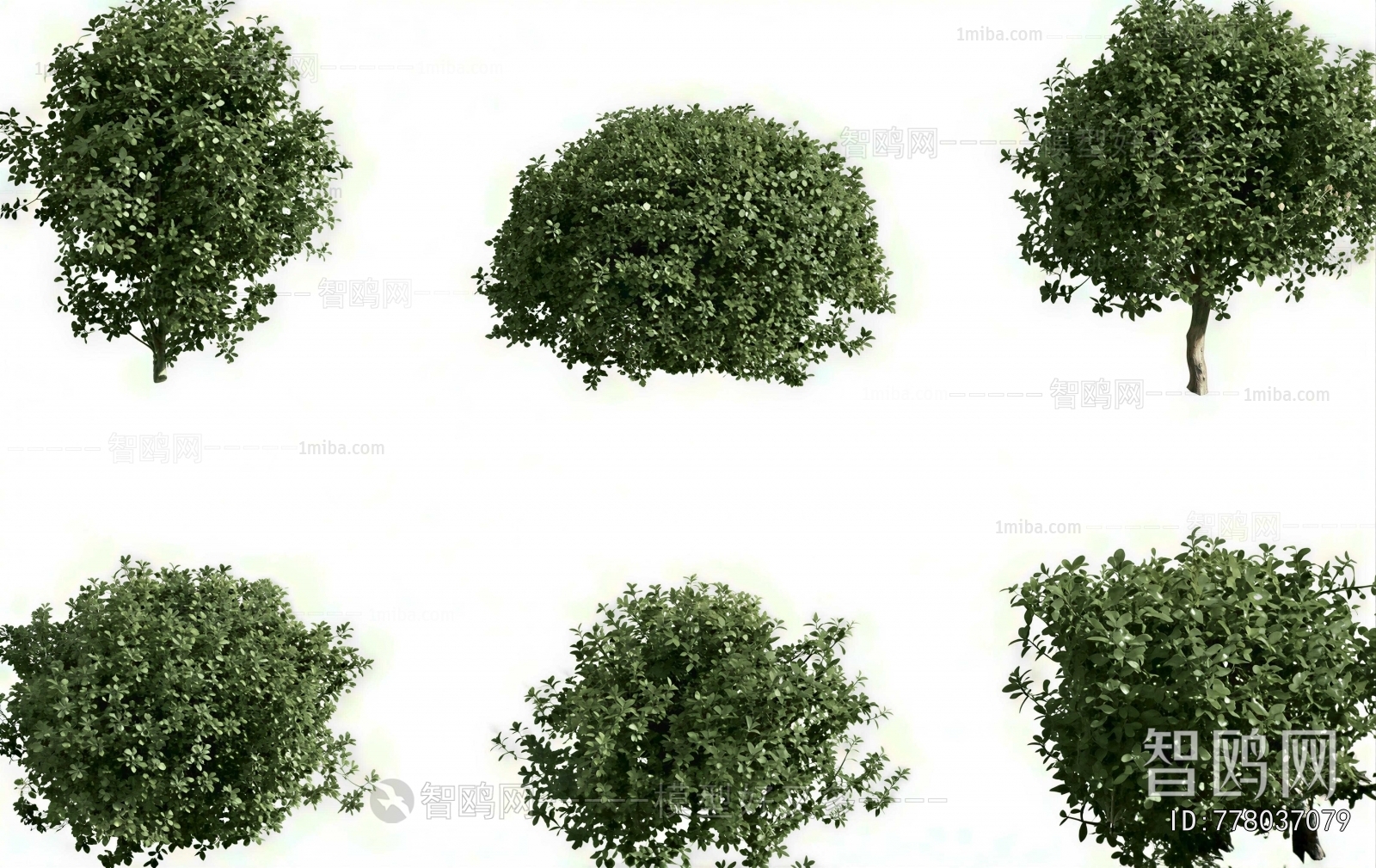 Modern Shrubbery