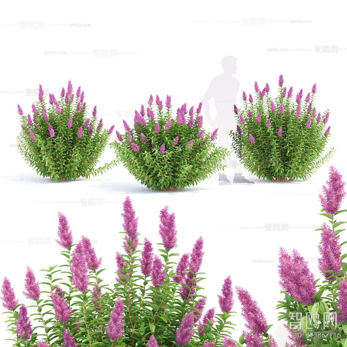 Modern Flowers And Grass