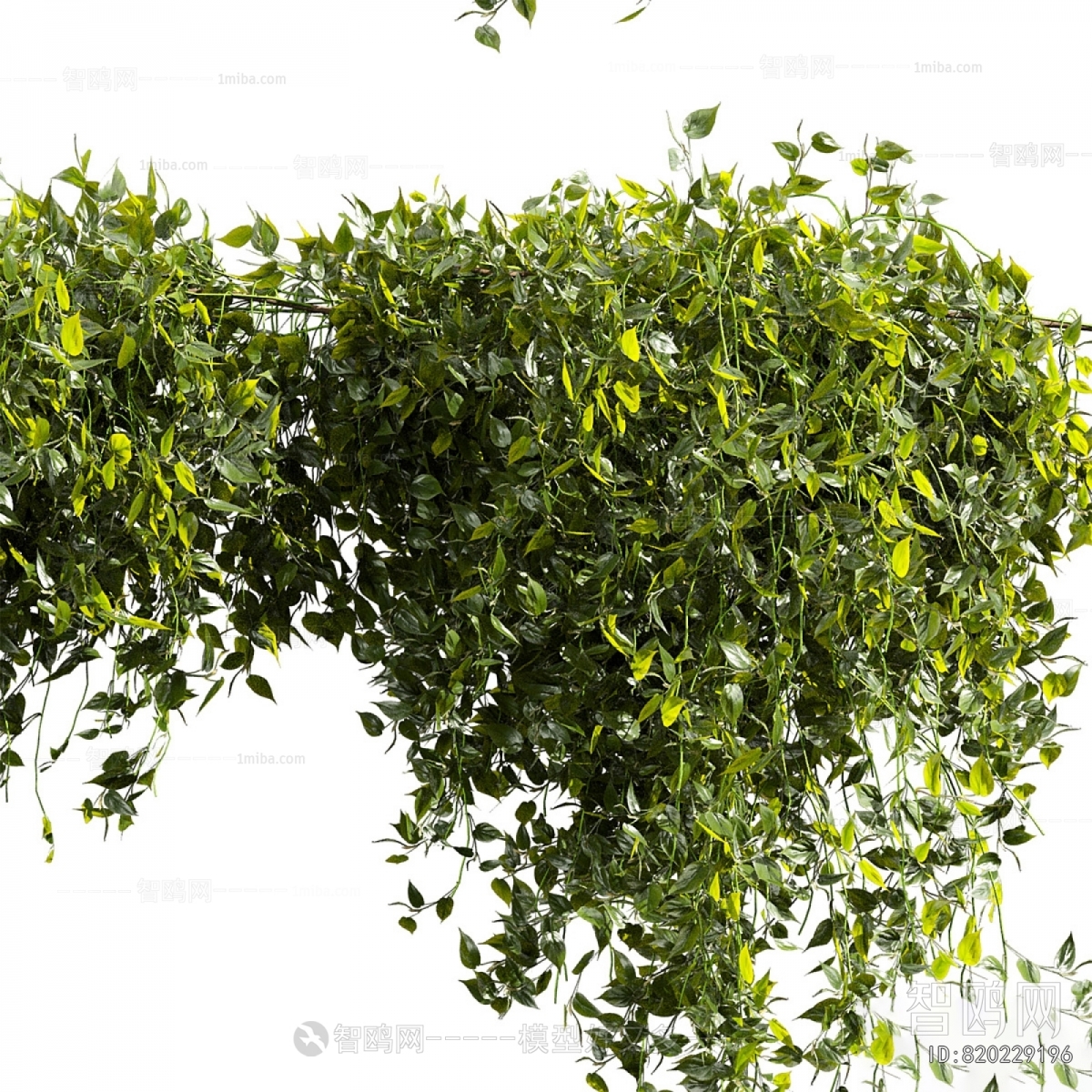 Modern Vine