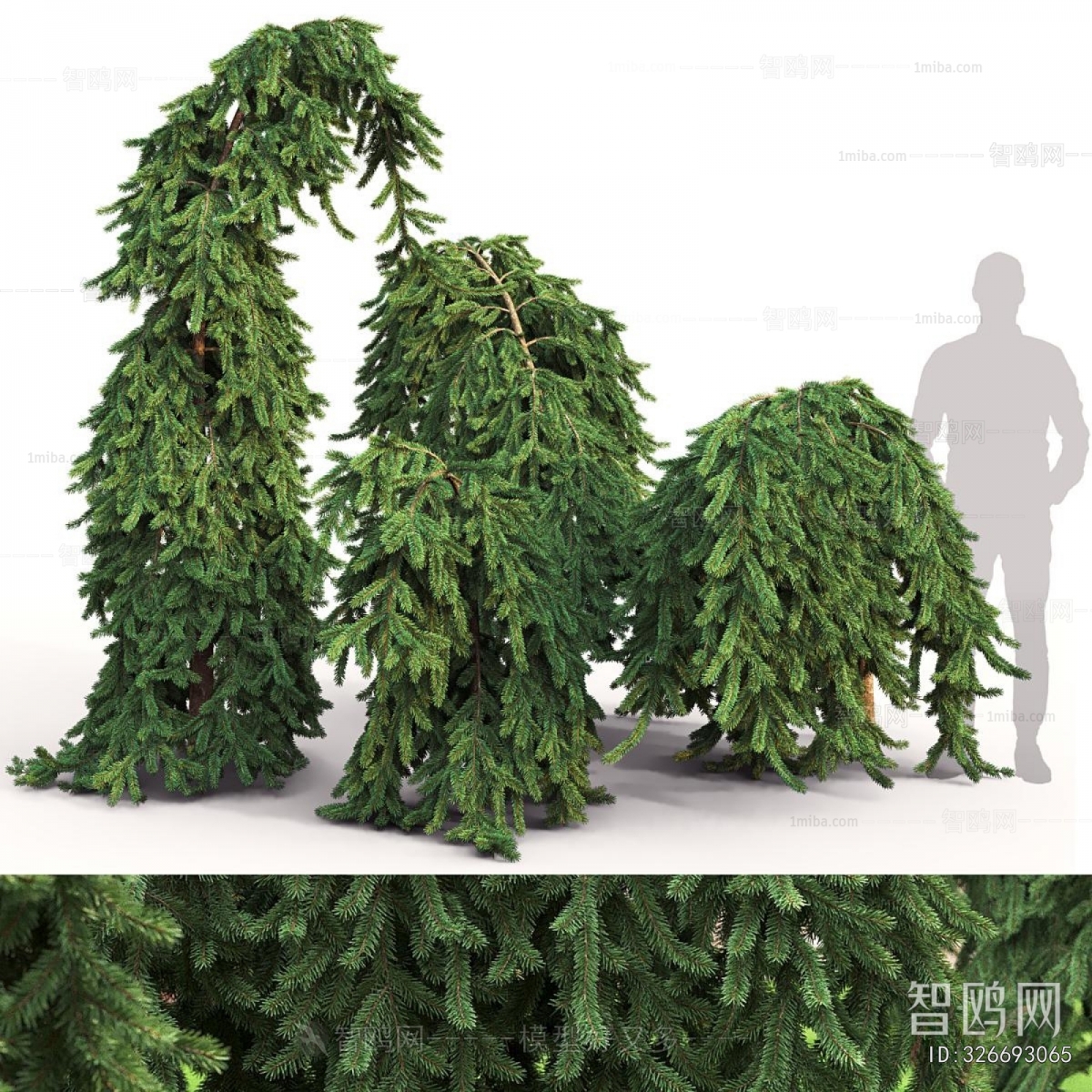 Modern Shrubbery