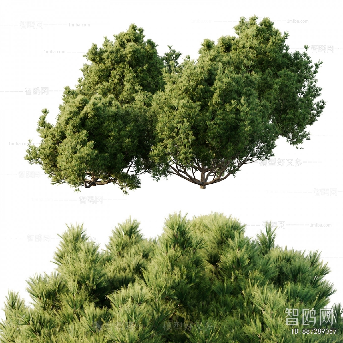 Modern Shrubbery