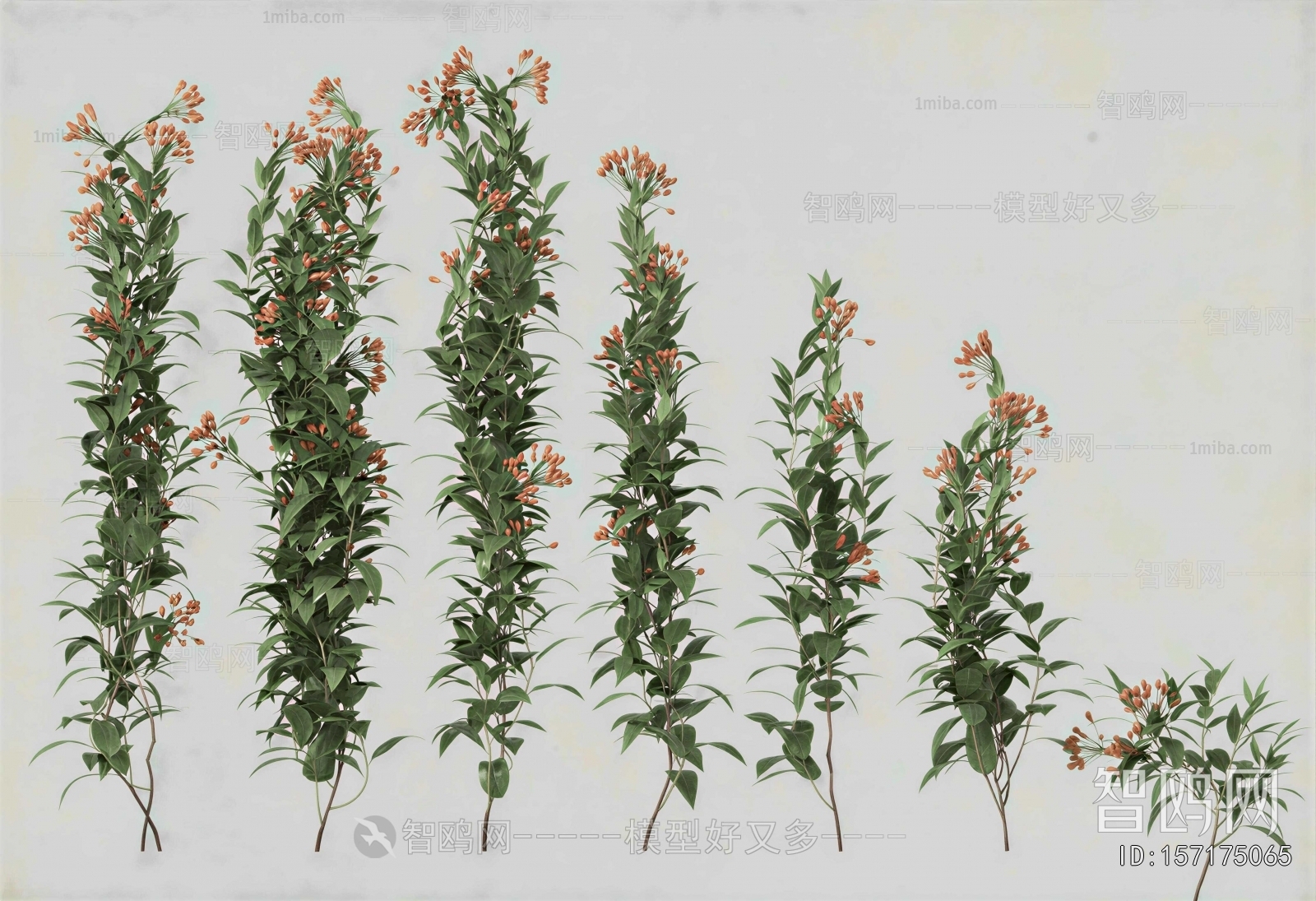 Modern Vine