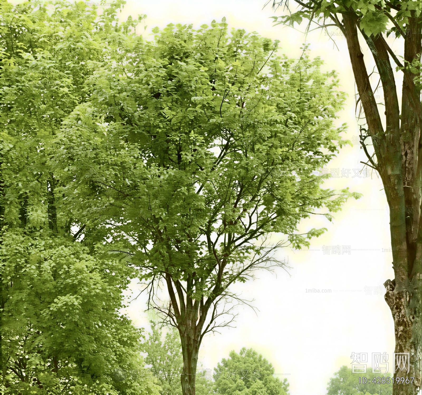 Modern Tree