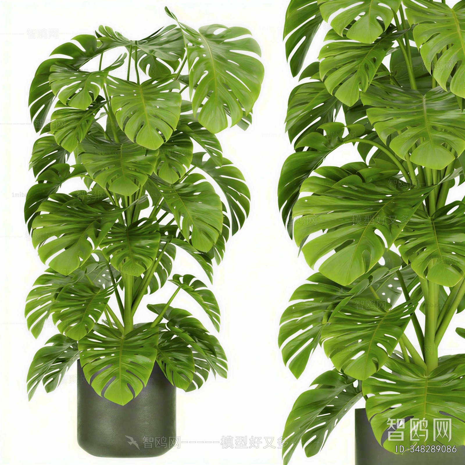 Modern Ground Green Plant Potted Plants
