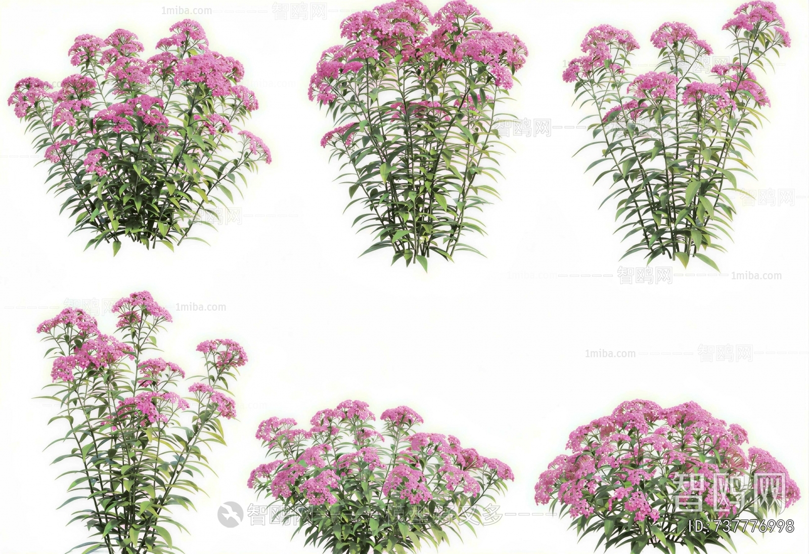 Modern Flowers And Grass