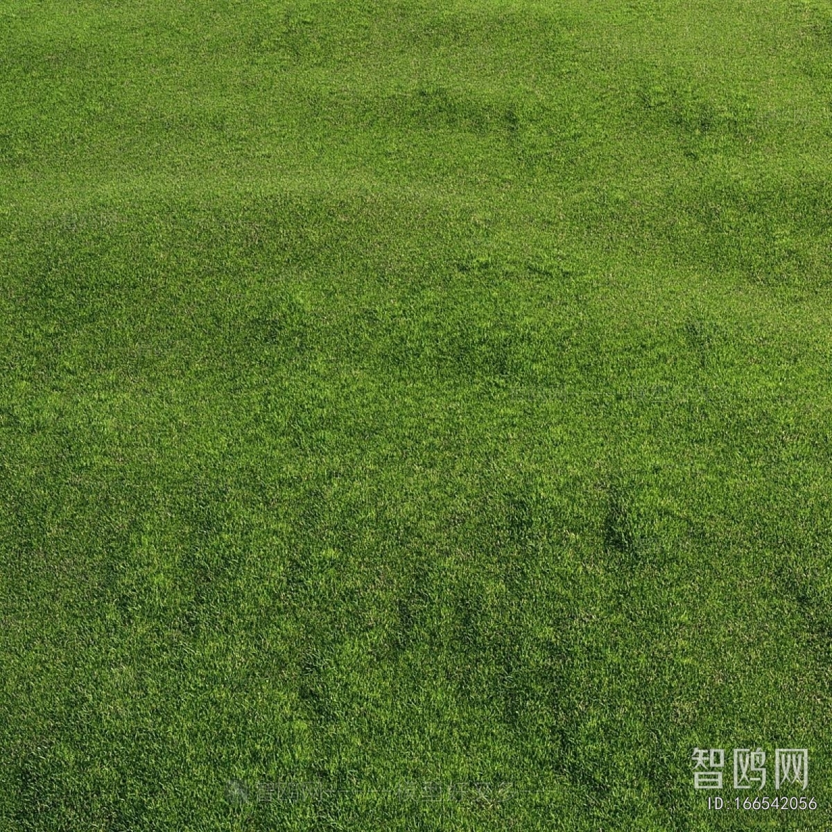 Modern The Grass