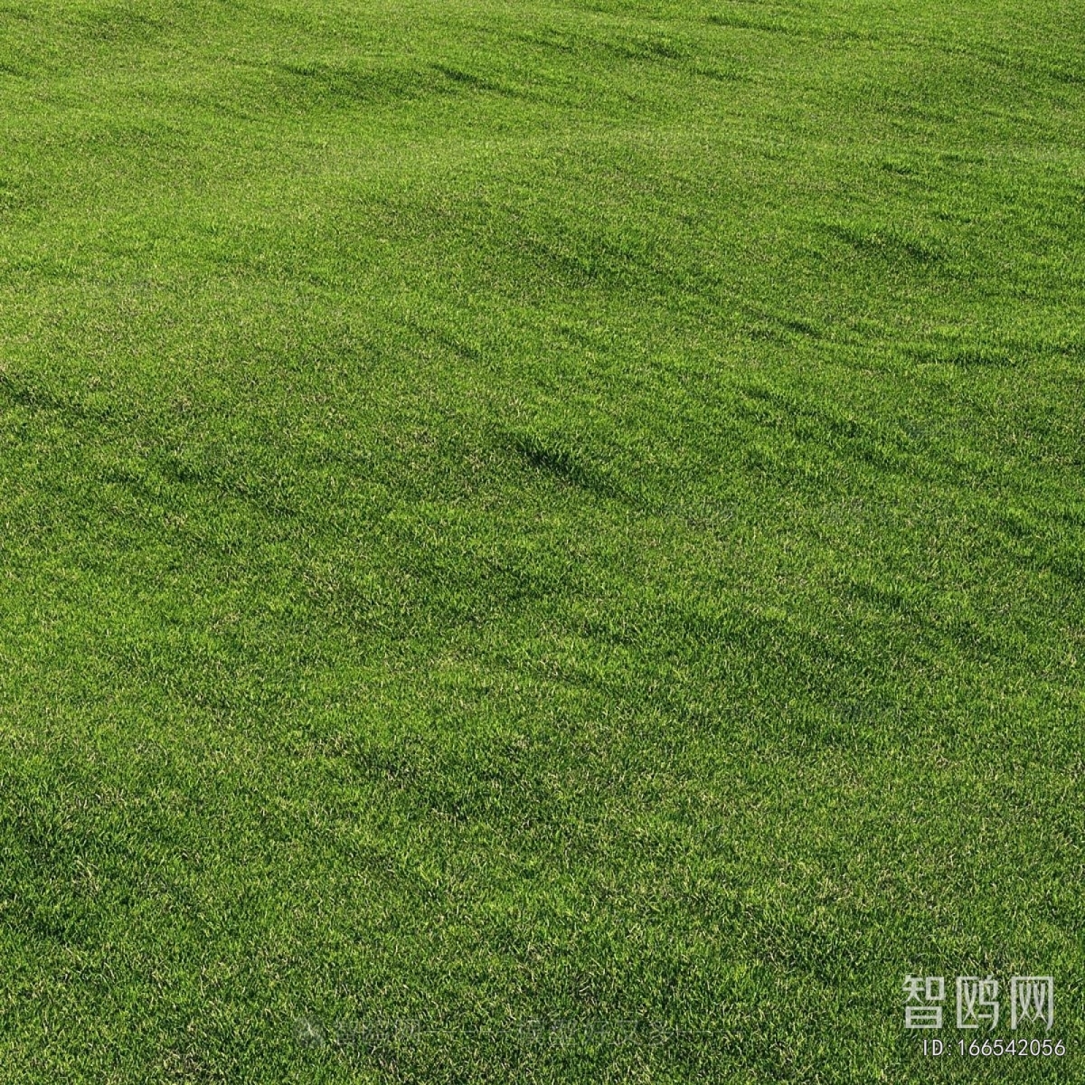 Modern The Grass
