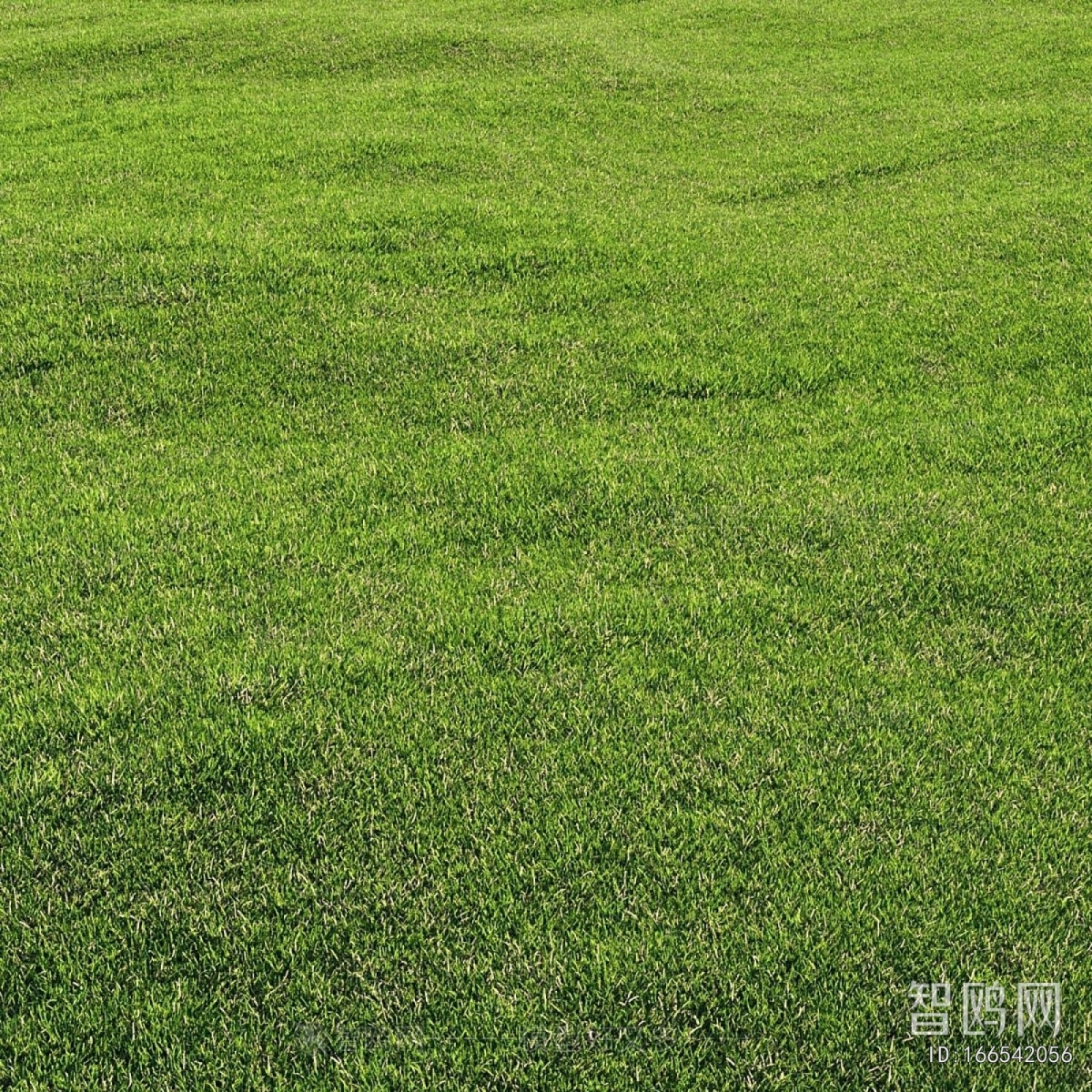 Modern The Grass