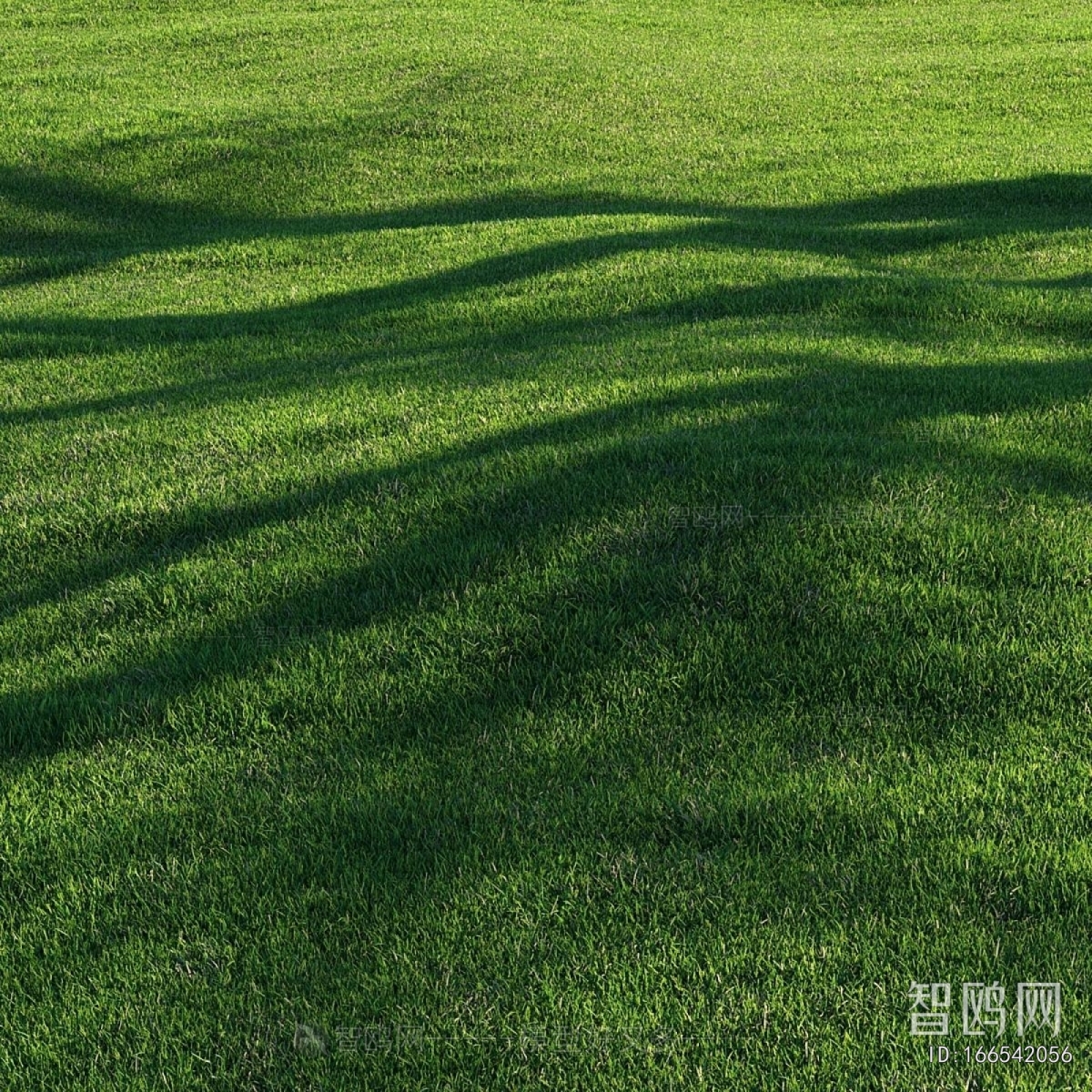 Modern The Grass