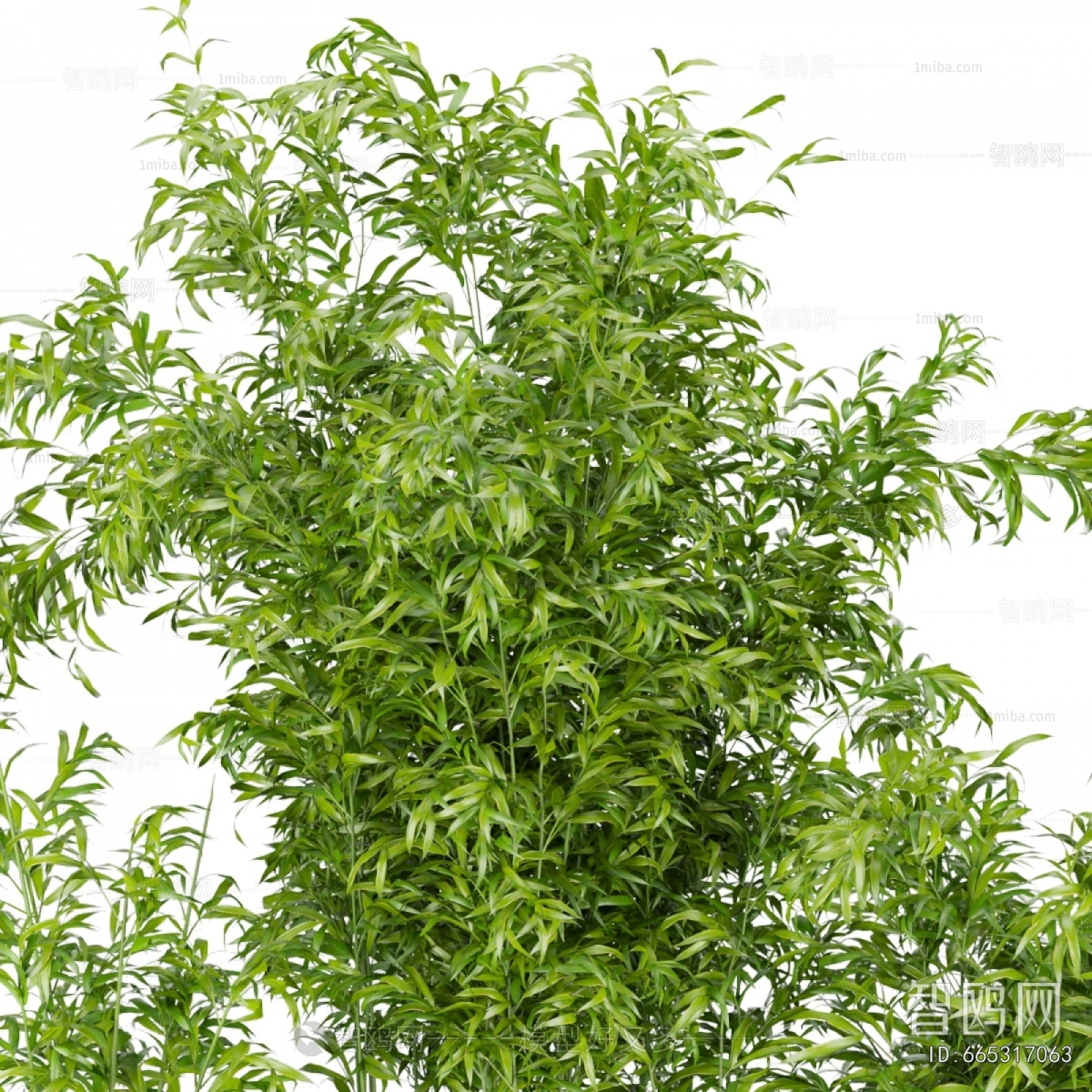 Modern Bamboo