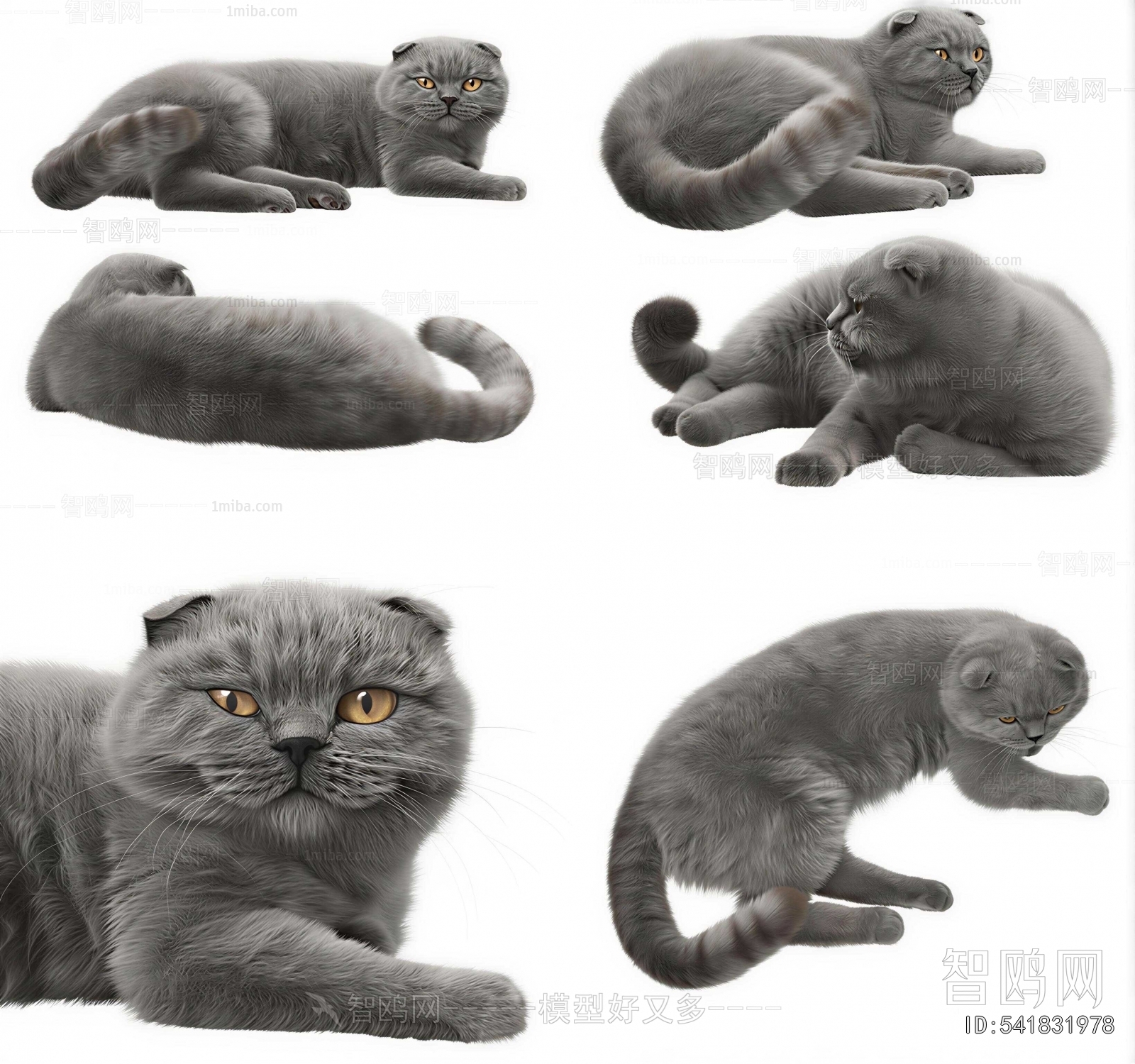Modern Animal Cat
