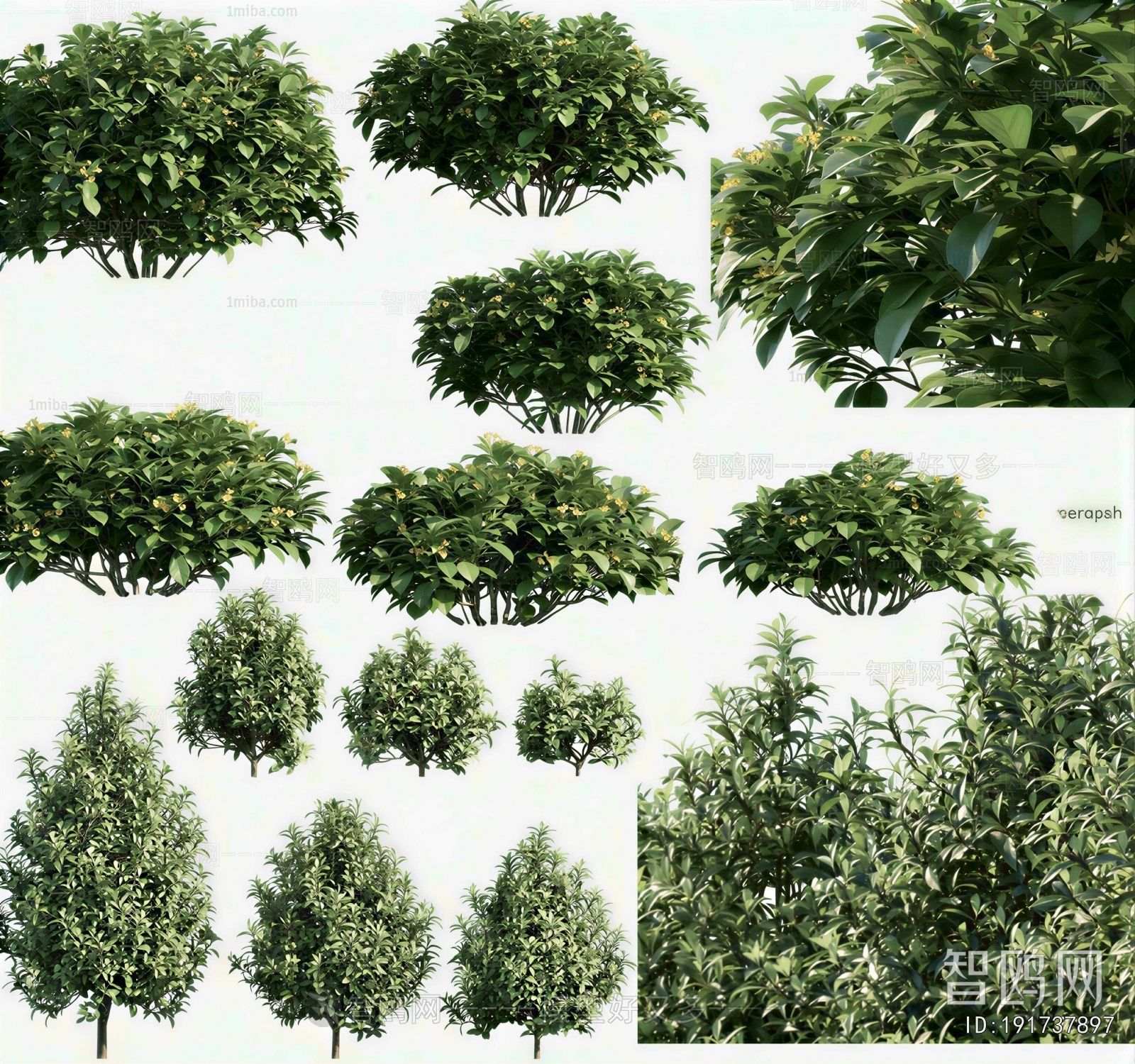 Modern Shrubbery