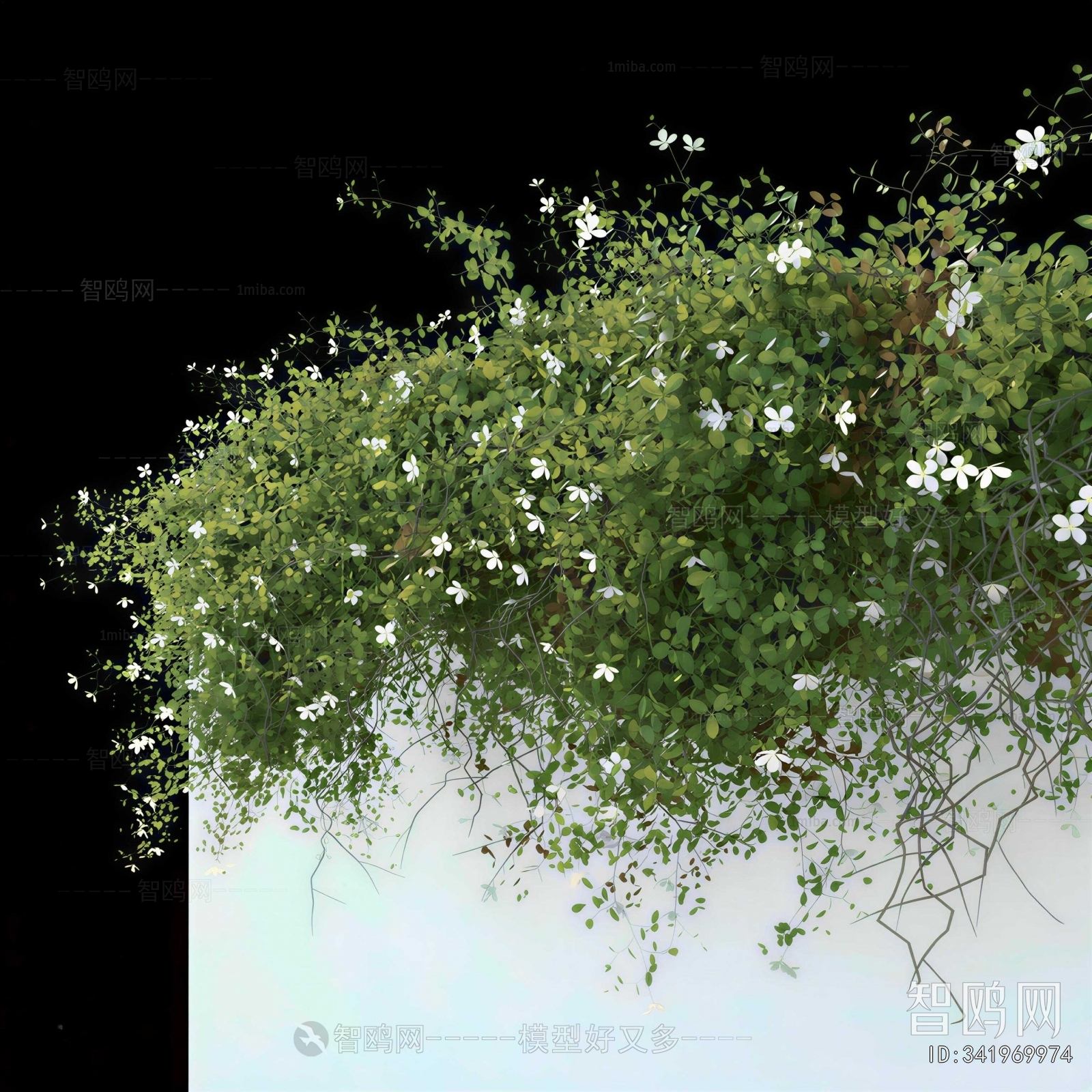 Modern Vine