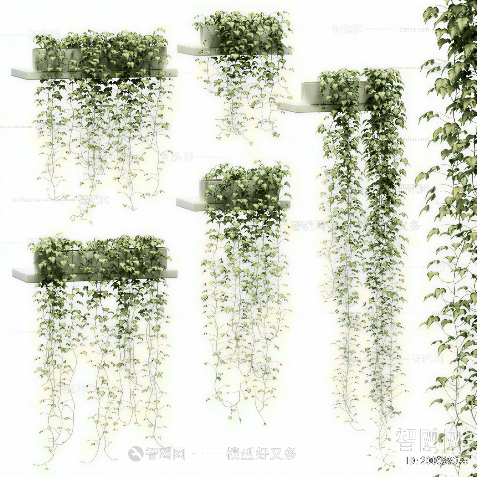 Modern Vine