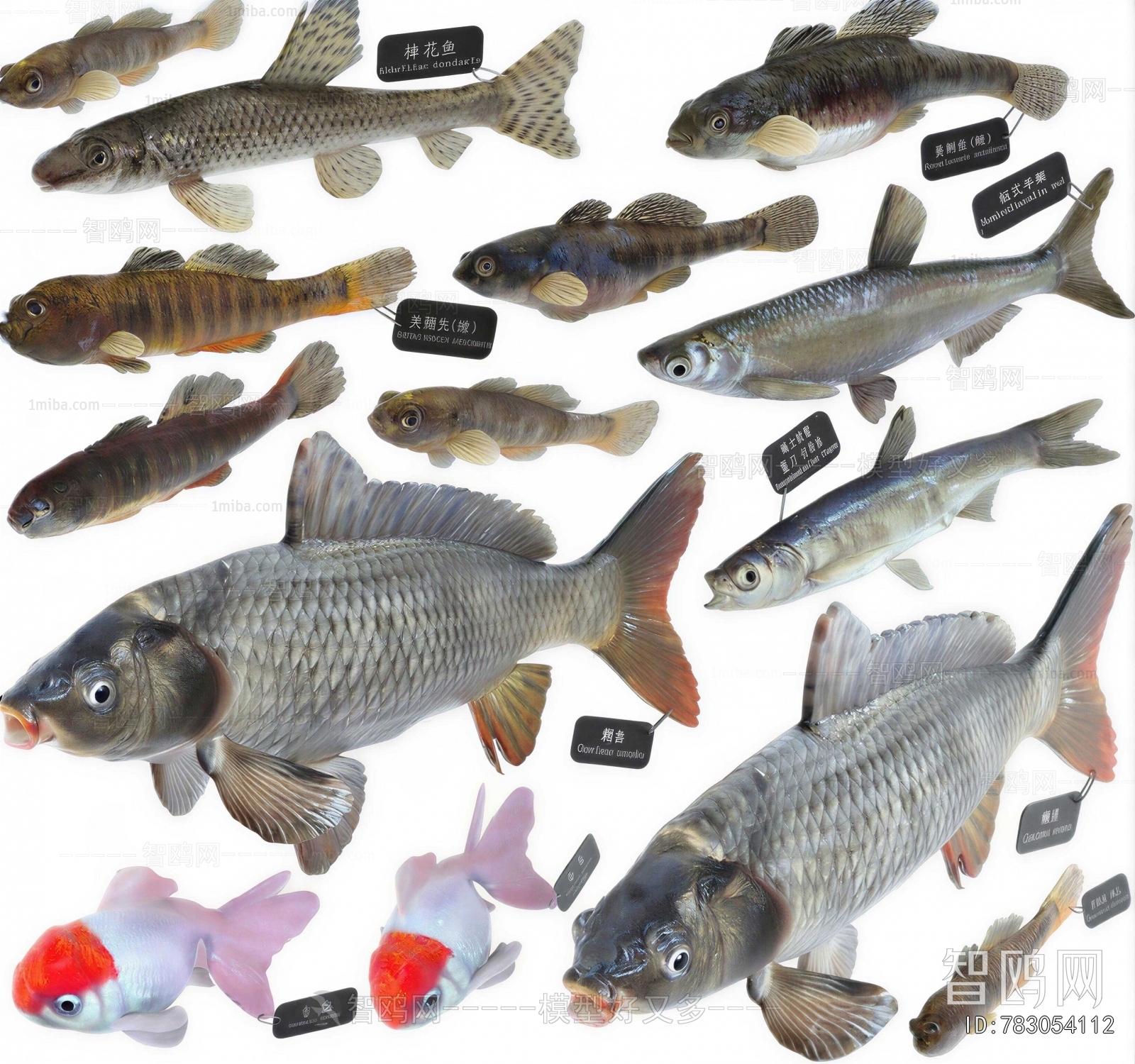 Modern Aquatic Animals