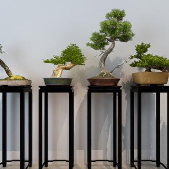 现代新中式绿植盆栽盆景-模型ID【12316】