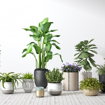 现代绿植盆栽-模型ID【46070】