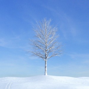 雪景冬天树-模型ID【50200】