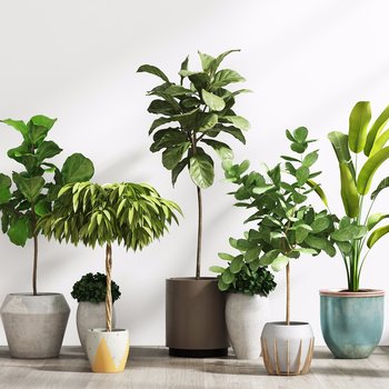 盆栽植物组合-模型ID【168570】