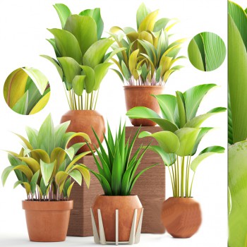 Modern Potted Green Plant-ID:305954416