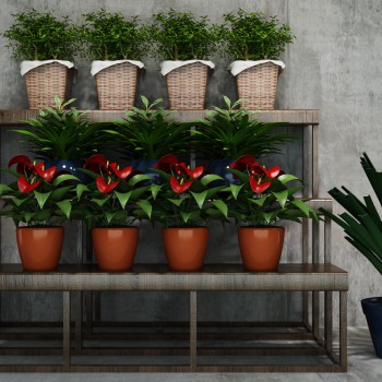 Modern Potted Green Plant-ID:298125294