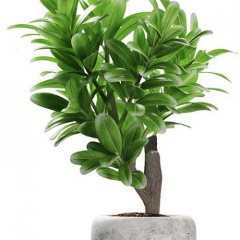 Modern Potted Green Plant-ID:673766536