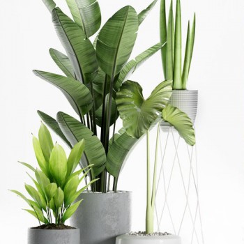 Modern Potted Green Plant-ID:556241275