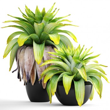 Modern Potted Green Plant-ID:333239748