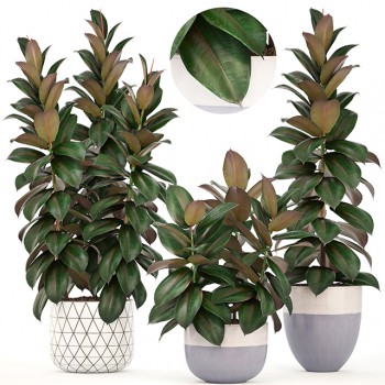 Modern Potted Green Plant-ID:685558988