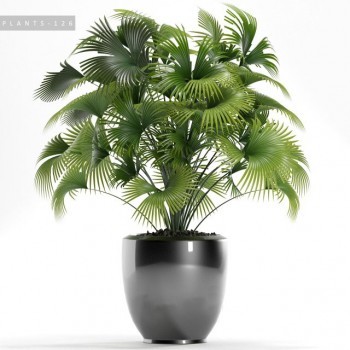 Modern Potted Green Plant-ID:641599515