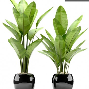 Modern Potted Green Plant-ID:459342142