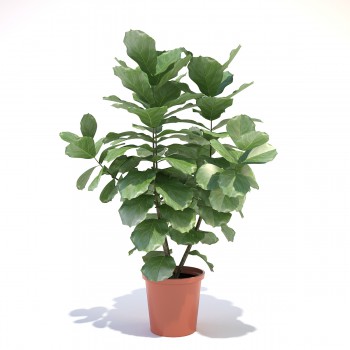 Modern Potted Green Plant-ID:560360988