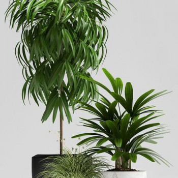 Modern Potted Green Plant-ID:352518285