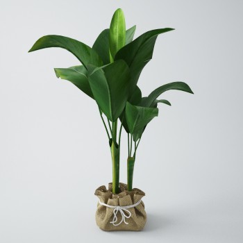 Modern Potted Green Plant-ID:379468345