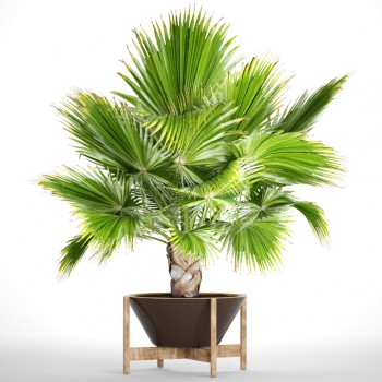 Modern Potted Green Plant-ID:584302935
