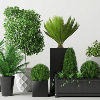 现代绿植盆栽-模型ID【188276】
