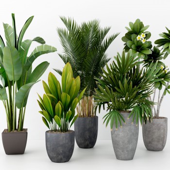 现代绿植盆栽-模型ID【234394】