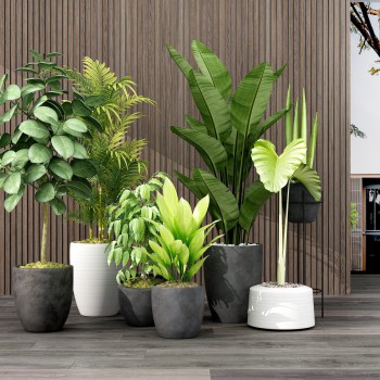 现代绿植盆栽-模型ID【237094】