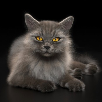 现代猫-模型ID【284658】