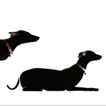 现代杜宾犬-模型ID【335540】