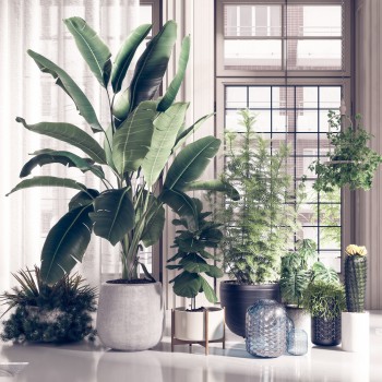 现代绿植盆栽-模型ID【336210】