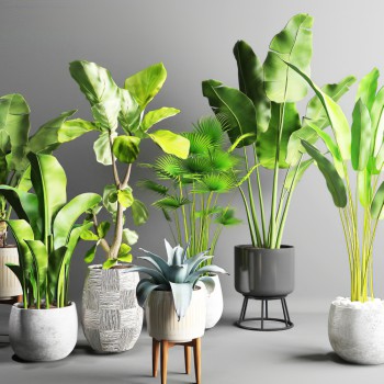现代绿植盆栽组合-模型ID【361619】
