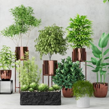 现代绿植盆栽-模型ID【500877】