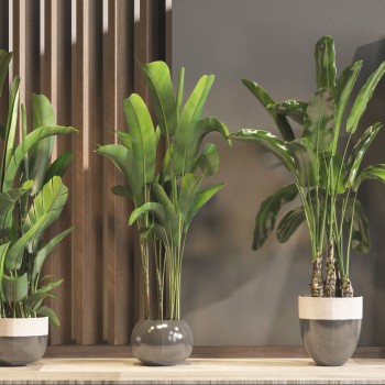 现代绿植盆栽组合-模型ID【500676】