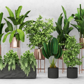 现代绿植盆栽-模型ID【501301】