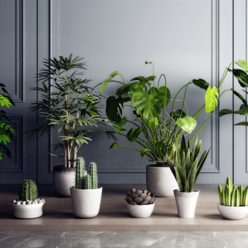 现代绿植盆栽-模型ID【502193】