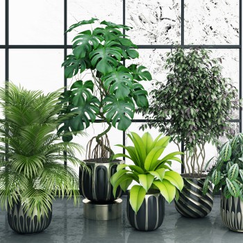 现代绿植盆栽-模型ID【503159】